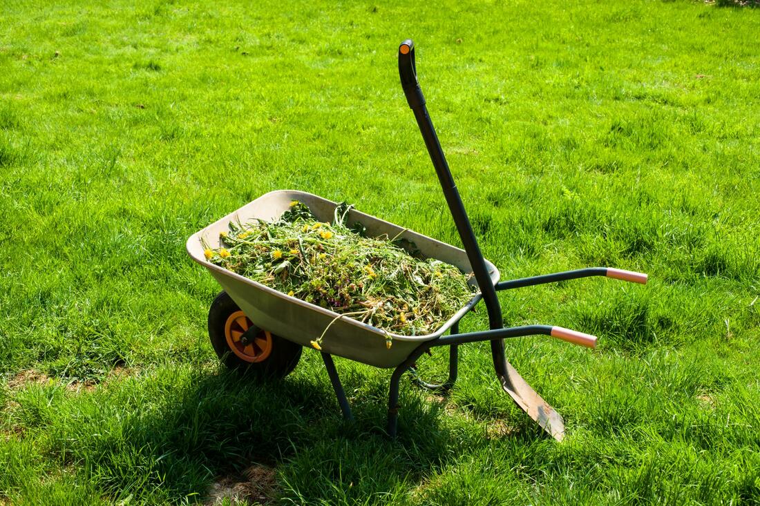 Removing weeds in a lawn from a client in Burbank, CA